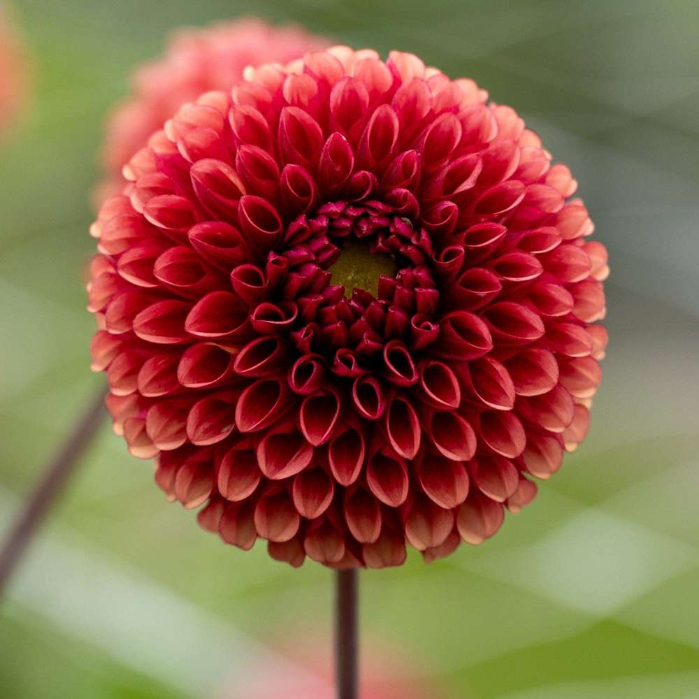 Dahlia 'Copper Boy'